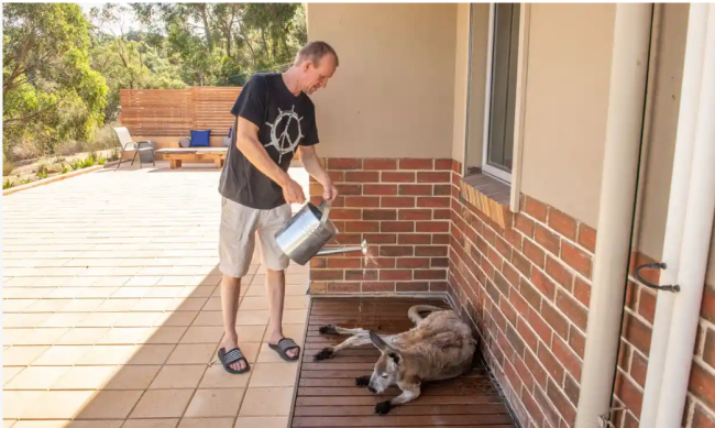 暑さのため人家の軒下に逃げ込んだ野生のカンガルーに、水をかけてやる住民