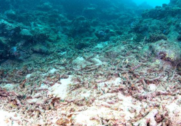 白化が進んで死滅したサンゴ礁