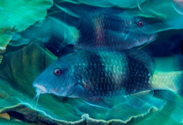 フタオビミナミヒメジ(Parupeneus insularis)のような魚が稚魚を育てるには保護地区が必要だ、と保全学者はいう。(PHOTOGRAPH BY BRIAN J. SKERRY, NATIONAL GEOGRAPHIC)