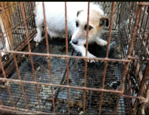 劣悪な動物繁殖環境。ペットブームの裏側