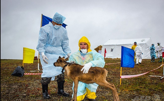 ロシア・ヤマル半島のヤルセールで、トナカイの体調を診る獣医師ら。ロシア非常事態省提供(2016年8月8日提供)