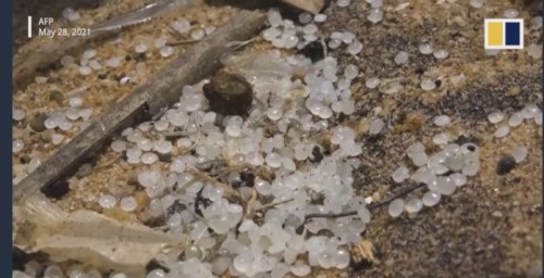 微細なビーズ状に加工されたまま漂着したプラスチック
