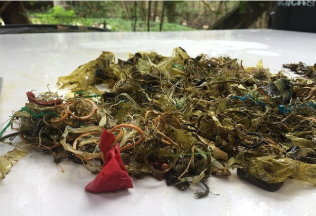 ウミガメの体内から取り出された大量のプラスチック等のゴミ