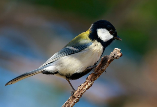 留鳥のシジュウカラ