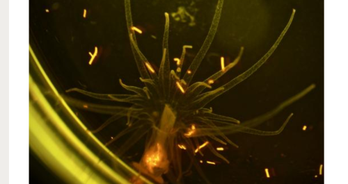 anemone1キャプチャ