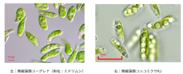 yuguremaキャプチャ