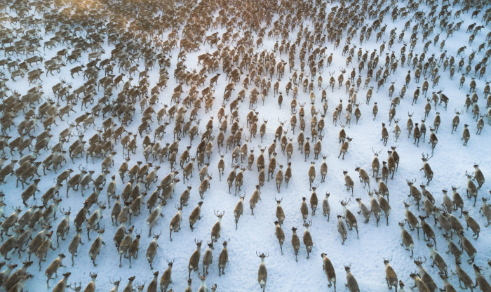 Reindeer33キャプチャ