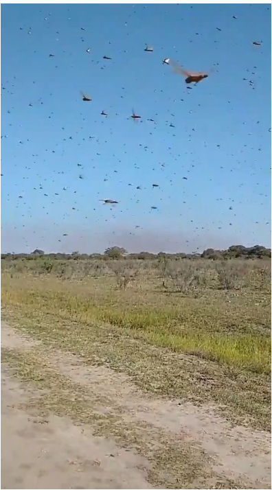 広大なアルゼンチンの農地を飛ぶバッタたち