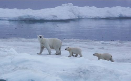 NOrth pole2キャプチャ
