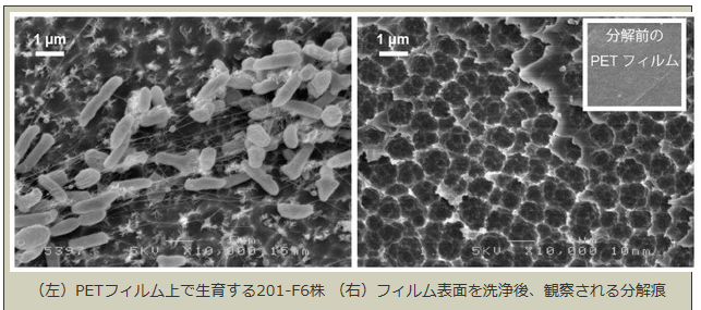 京都工芸繊維大などが発見した自然界でプラスチックを「食べる」細菌