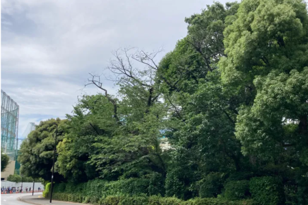 外苑の緑は全国の国民が寄進して実現した