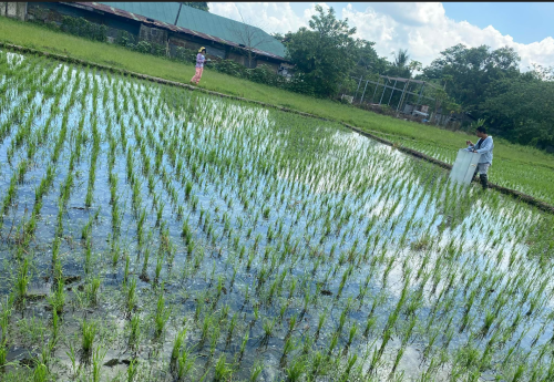 中干し後、再び水を張り、「水田」に戻す